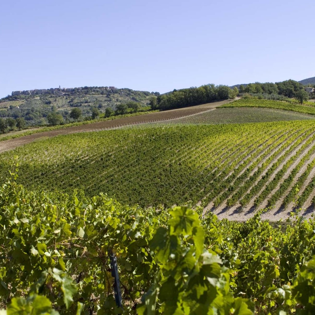 cantine orvieto